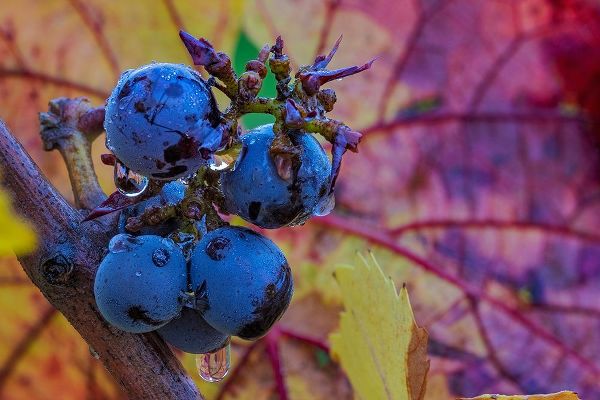 Haney, Chuck 아티스트의 Ripe Pinot Noir grapes on the vine at Yamhill Valley Winery in McMinnville-Oregon-USA작품입니다.
